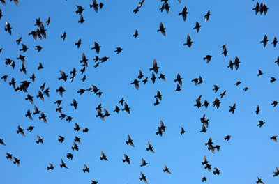 Oiseaux en vol Aeroport Cannes